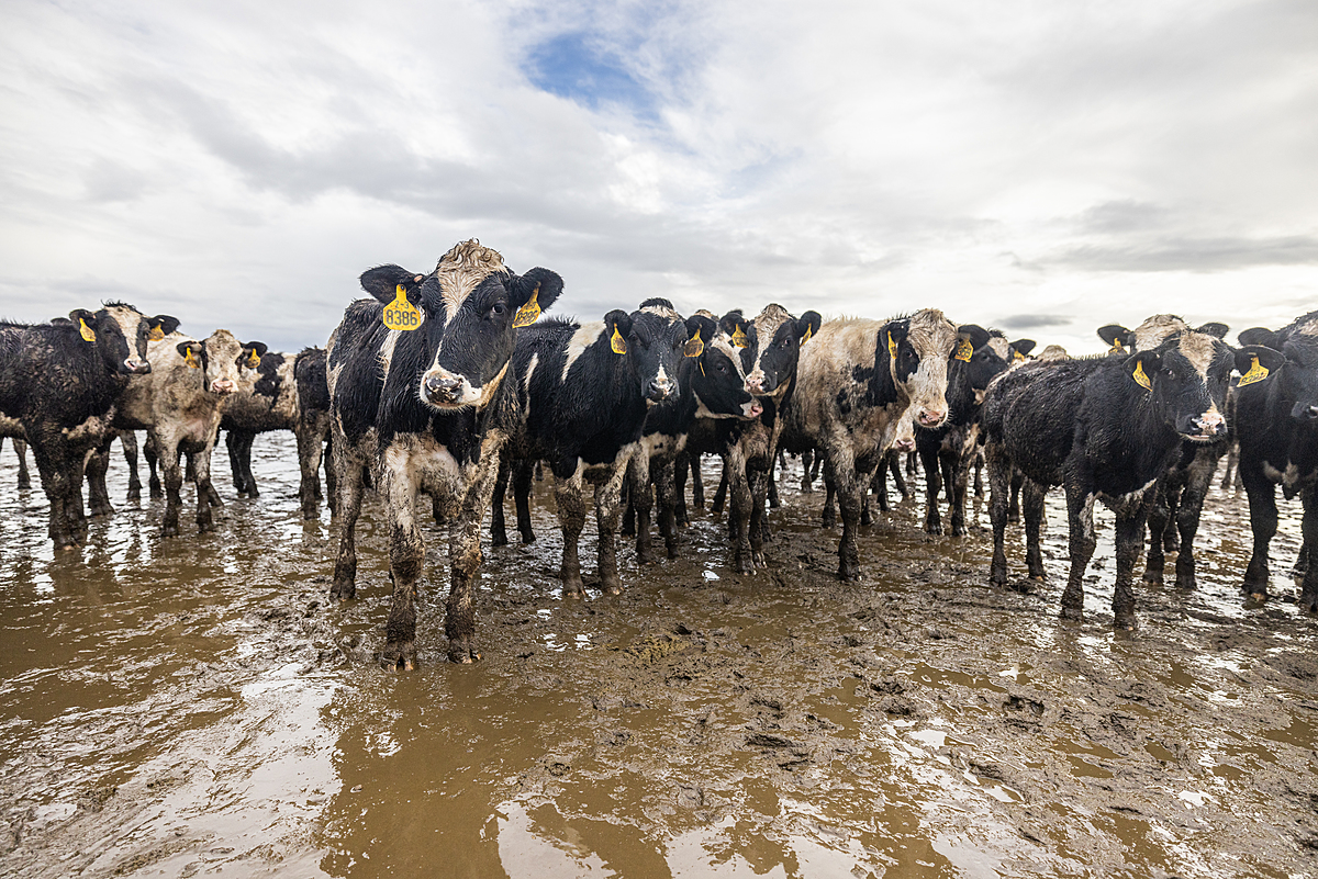 Wet and muddy dairy cows stand in receding flood waters after a series of eight atmospheric rivers battered the state of California since late December 2022. Elk Grove, California, USA, January 13, 2023. Nikki Ritcher / We Animals