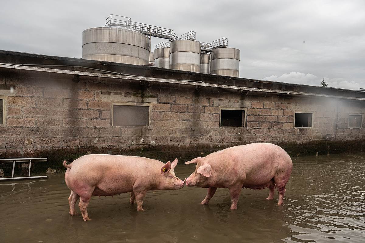Two pigs stand nose to nose in flood waters while awaiting rescue at an Italian factory pig farm. Extreme weather in May 2023 caused mudslides and waterways to overflow, severely affecting numerous factory farms. This farm had no evacuation plan, and many pigs were trapped in the flood waters for days. Lugo, Emilia-Romagna, Italy, 2023. Selene Magnolia / Essere Animali / We Animals