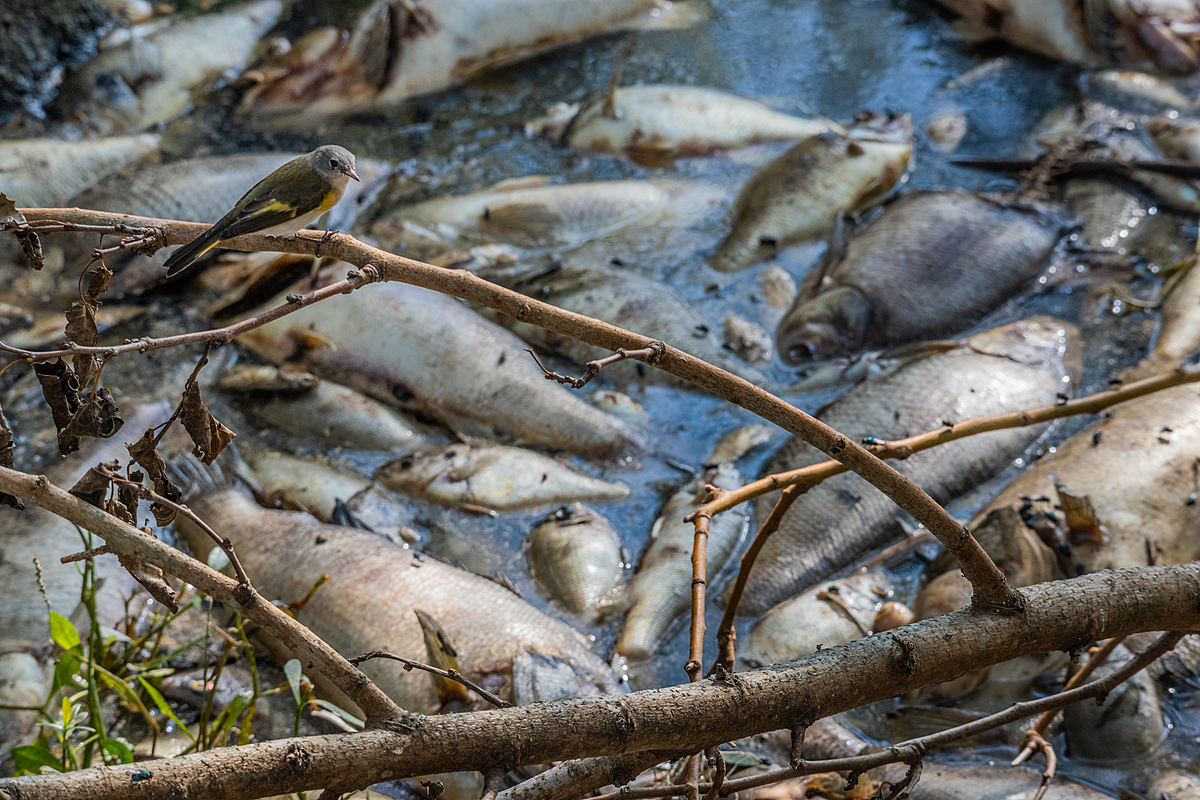 Dead fish floating in flood waters after Hurricane Florence in North Carolina.