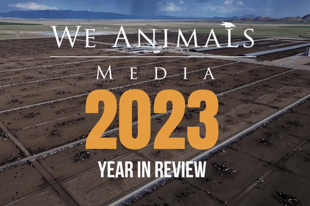 We Animals in 2023: A Year of Growth and Impact