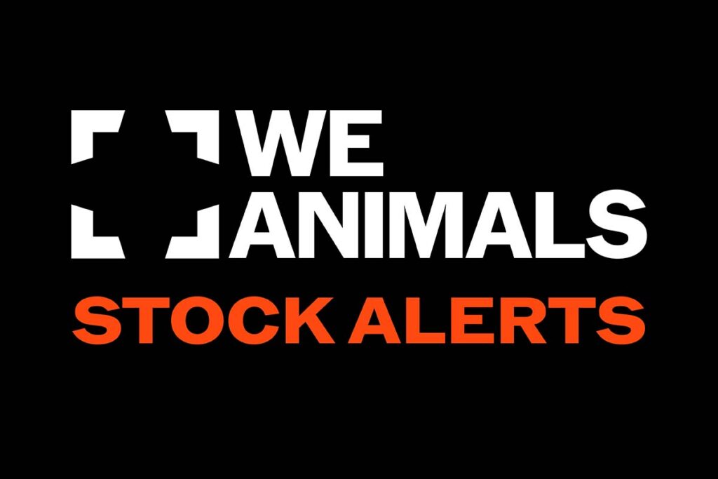 Introducing our new Stock Alerts newsletter