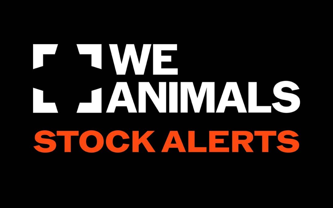 Introducing our new Stock Alerts newsletter