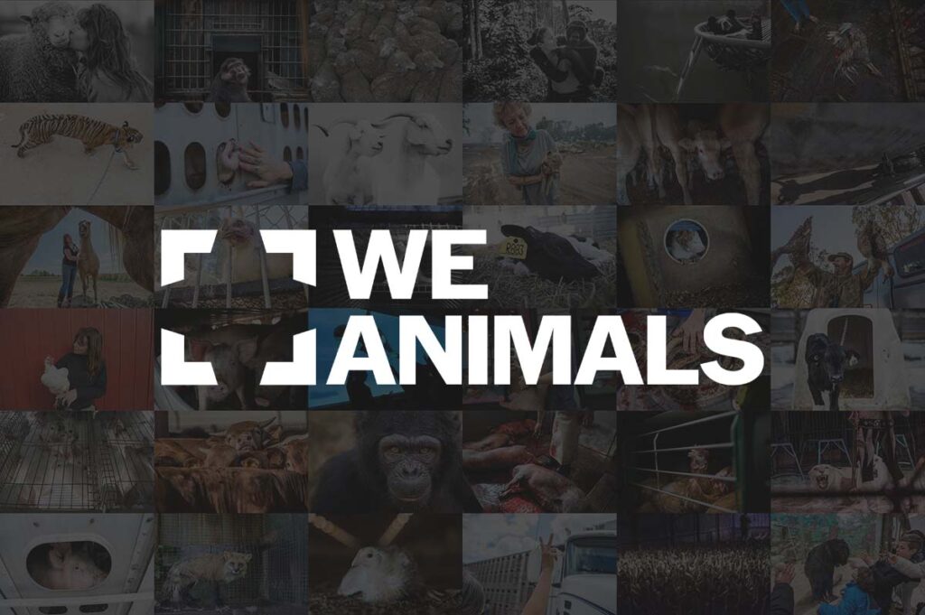 Introducing the We Animals Brand Evolution